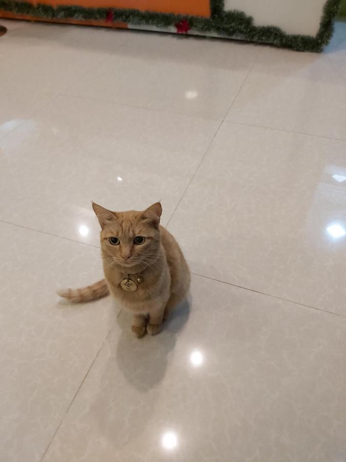 Duy Hotel ダラット エクステリア 写真